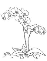 Orhidee
