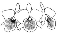 Orhidee