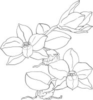 Orhidee