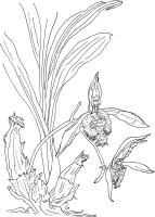 Orhidee