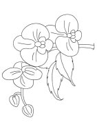 Orhidee