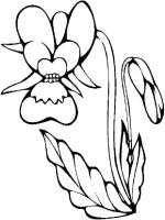 Orhidee