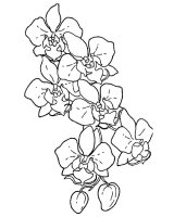 Orhidee