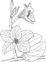 Orhidee