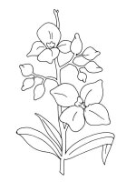 Orhidee