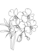 Orhidee