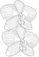 Orhidee