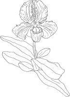 Orhidee