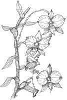 Orhidee
