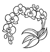 Orhidee