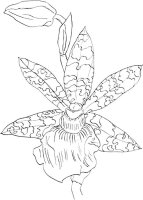 Orhidee