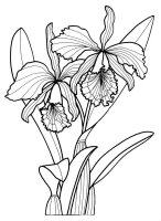 Orhidee