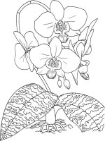 Orhidee