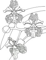 Orhidee