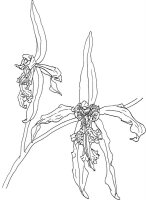 Orhidee