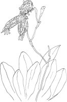 Orhidee