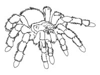 Paianjen