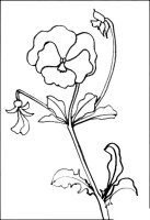 Panselute