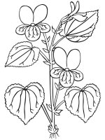 Panselute