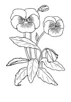 Panselute