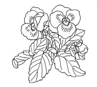 Panselute