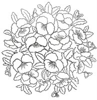 Panselute