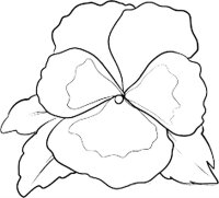 Panselute