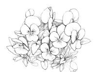 Panselute