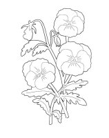 Panselute