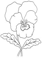 Panselute