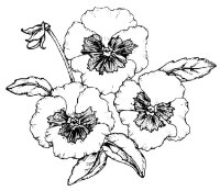 Panselute