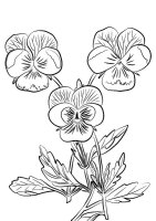 Panselute
