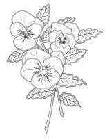 Panselute