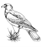 Pasari