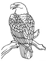 Pasari