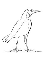 Pasari