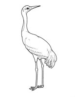 Pasari