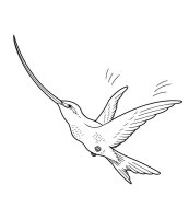 Pasari