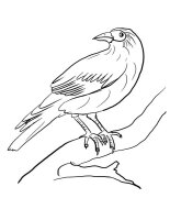 Pasari