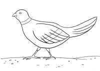 Pasari