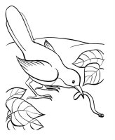 Pasari