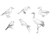 Pasari calatoare