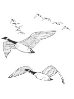 Pasari calatoare