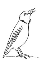 Pasari calatoare