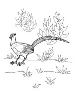 Pasari calatoare