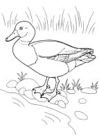 Pasari calatoare