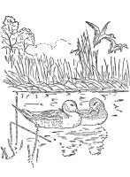 Pasari calatoare