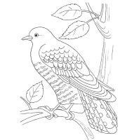 Pasari calatoare