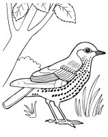 Pasari calatoare