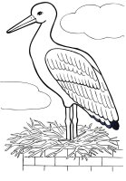 Pasari calatoare